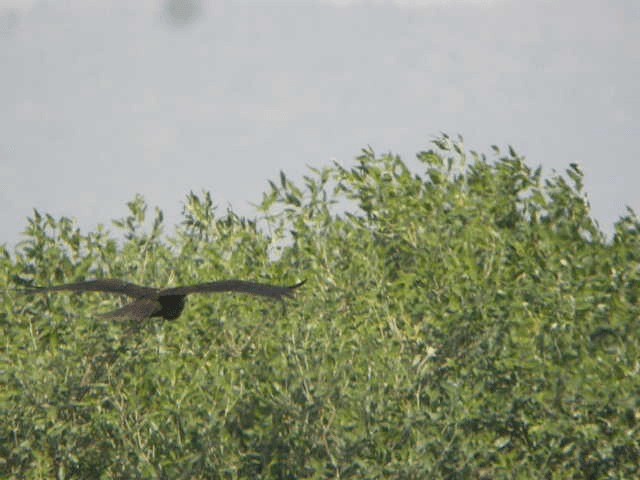 Western Marsh Harrier - ML201207181