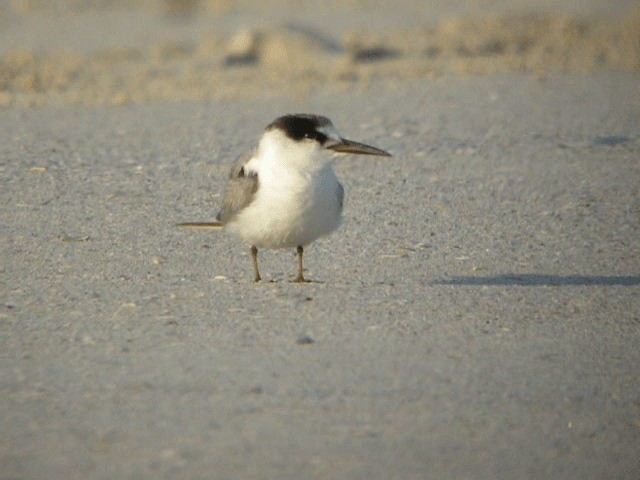 Little Tern - ML201207221