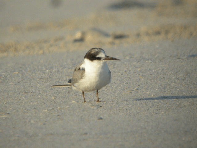 Little Tern - ML201207231