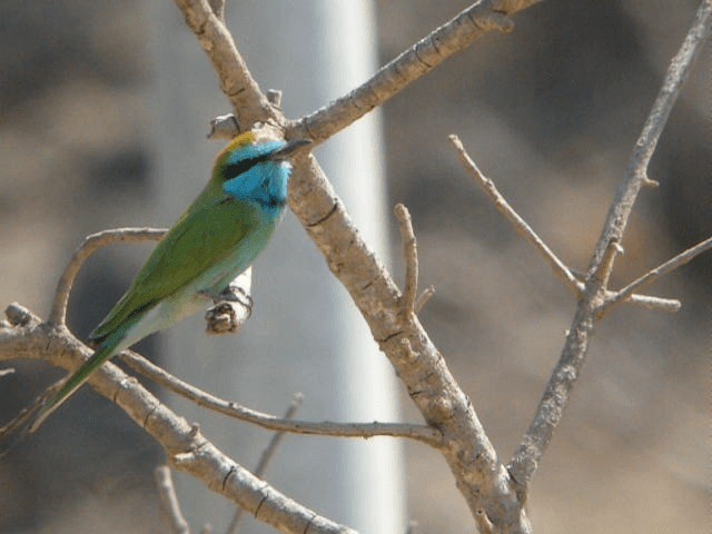 שרקרק גמדי - ML201207281