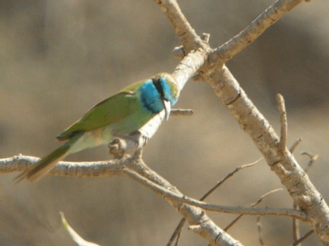 Blaukehl-Smaragdspint - ML201207291