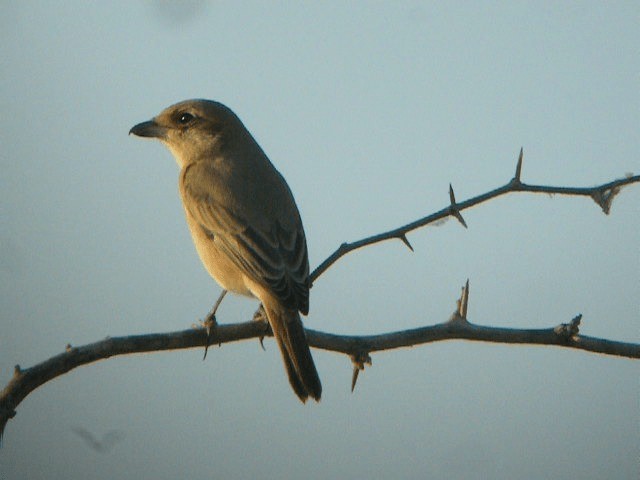 Isabelline Shrike - ML201207391