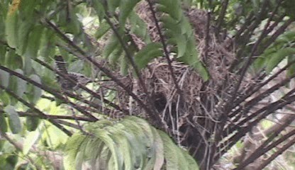 Fasciated Wren - ML201207511