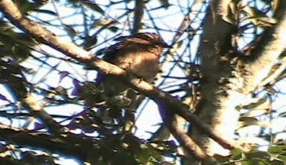Crescent-chested Puffbird (Greater) - ML201207641