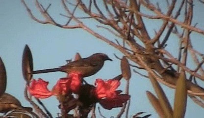 Chalk-browed Mockingbird - ML201207651