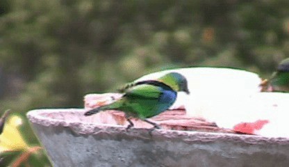 Green-headed Tanager - ML201207731