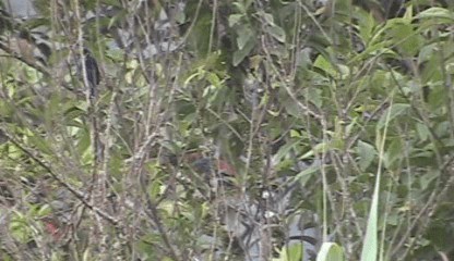 Lined Antshrike - ML201207741