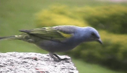 Golden-chevroned Tanager - ML201207751