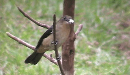 Black-goggled Tanager - ML201207761