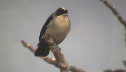 Black-goggled Tanager - ML201207771