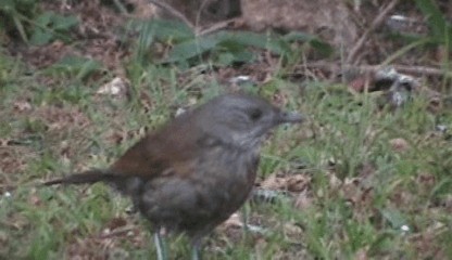 Merle leucomèle - ML201207781