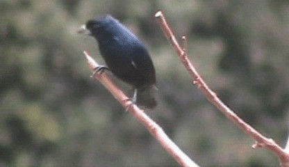 Ruby-crowned Tanager - ML201207861