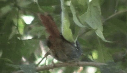 Rufous-tailed Antbird - ML201207891