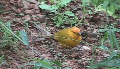 Saffron Finch (Saffron) - ML201207901