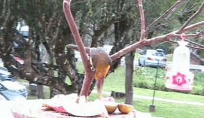 Saffron Toucanet - ML201207911