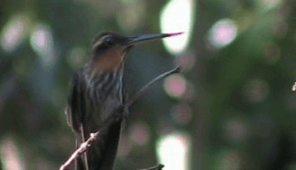 Saw-billed Hermit - ML201207921