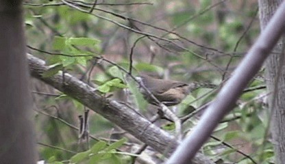 Speckle-breasted Wren (Speckle-breasted) - ML201207951