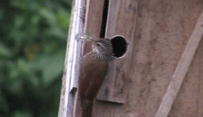 Streak-headed Woodcreeper - ML201207971