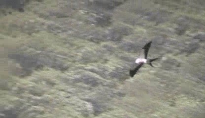 Swallow-tailed Kite - ML201207991