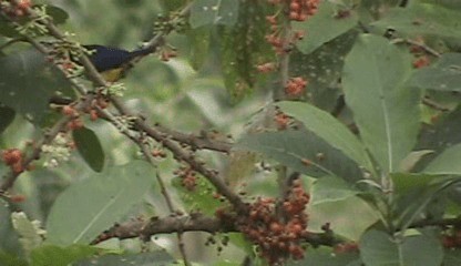 Kalın Gagalı Öfonya [laniirostris grubu] - ML201208001