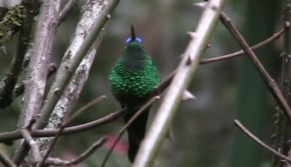 kolibřík fialovotemenný - ML201208021
