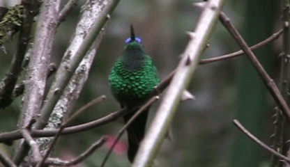 Violet-capped Woodnymph - ML201208021