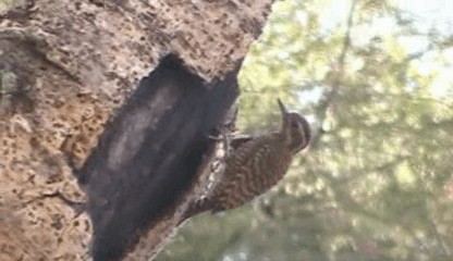 White-spotted Woodpecker - ML201208041