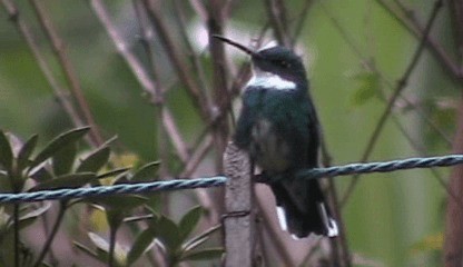 Colibri à gorge blanche - ML201208071