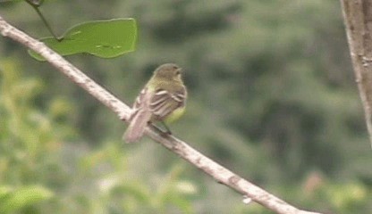 Yellow Tyrannulet - ML201208081