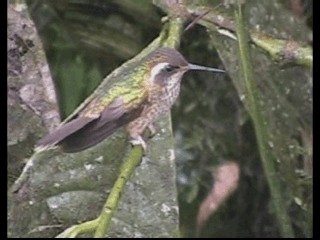 Speckled Hummingbird (maculata) - ML201208101