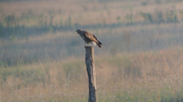 Common Buzzard (Western) - ML201208151