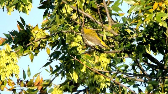 Eurasian Golden Oriole - ML201208171