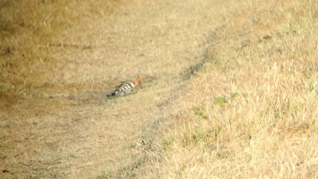 Eurasian Hoopoe (Eurasian) - ML201208181