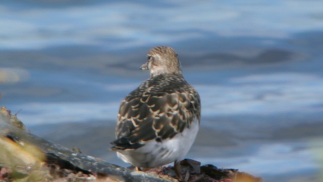 Ruddy Turnstone - ML201208331