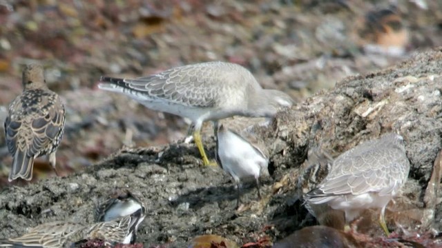 Red Knot - ML201208361