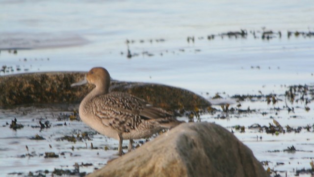 Northern Pintail - ML201208381