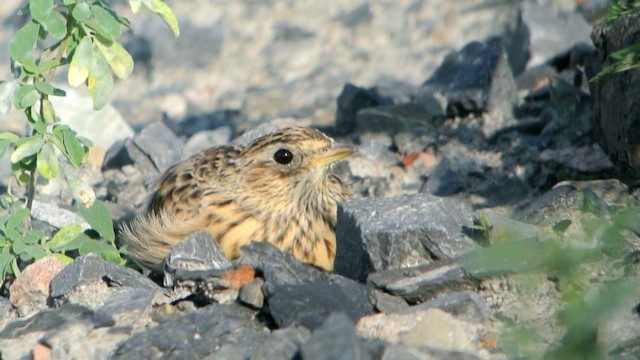 Eurasian Skylark (European) - ML201208441