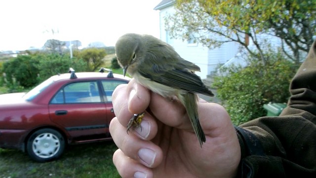 Common Chiffchaff (Common) - ML201208511