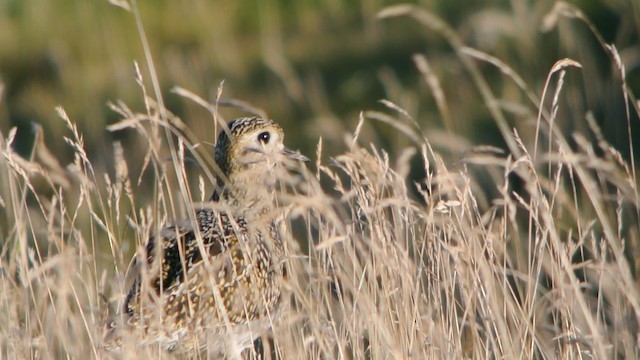 Золотистая ржанка - ML201208571