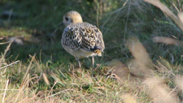 European Golden-Plover - ML201208581