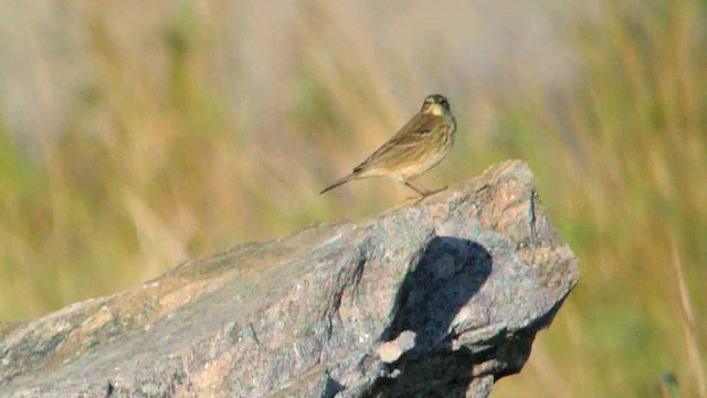 Rock Pipit (Eastern) - ML201208591