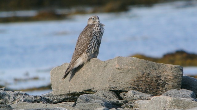 Gyrfalcon - ML201208611