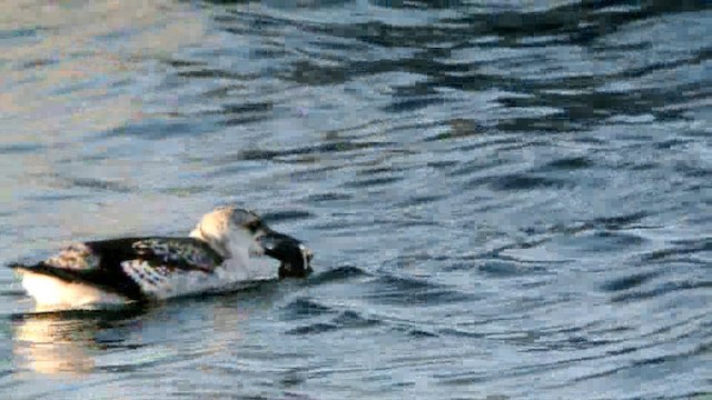 Black Guillemot (grylle Group) - ML201208621