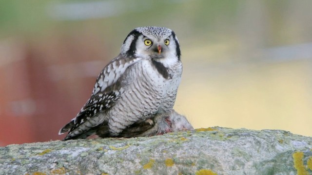 Northern Hawk Owl (Eurasian) - ML201208641