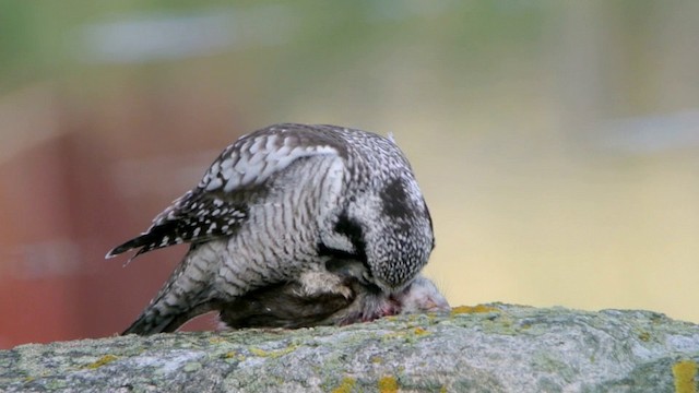 Northern Hawk Owl (Eurasian) - ML201208651