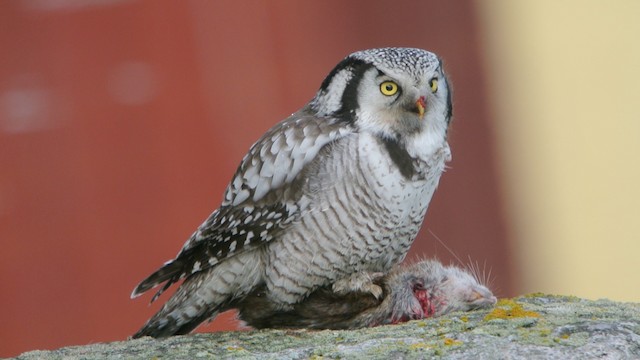 Northern Hawk Owl (Eurasian) - ML201208661