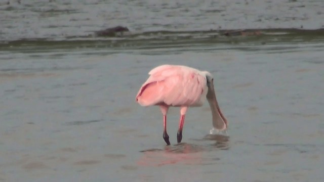 Roseate Spoonbill - ML201208701