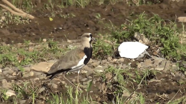 Southern Lapwing (cayennensis) - ML201208721