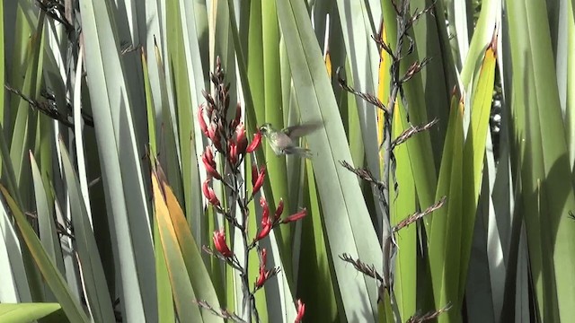 Colibrí Ventricastaño (cinereicauda) - ML201208821