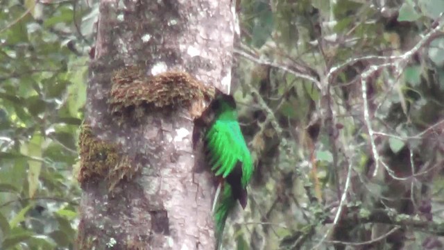 Quetzal resplendissant (costaricensis) - ML201208841